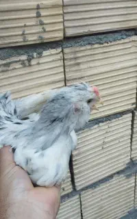 جوجه گلین ونیمچه