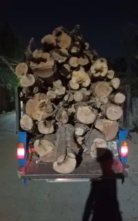 خرید چوب و درخت