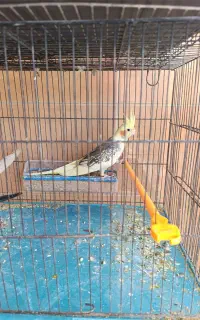عروس هلندی نر