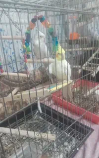 فروش پرنده