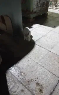 خرگوش بازیگوش