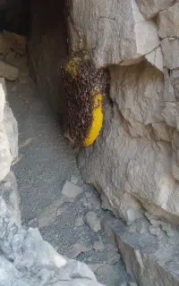 عسل وحشی کوهی