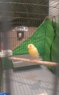 قناری  ماده جفتی سهره و قناری کار داده