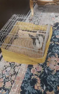 خرگوش
