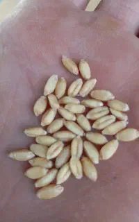 گندم بذر باران دیم برداشت زمین خودم