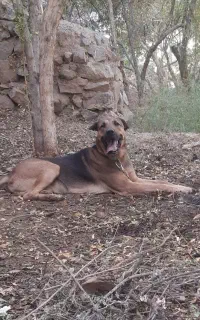 سگ گمشده