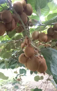 خدمات باغ کیوی