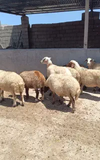 گوسفند داشتی