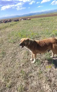 سگ‌سراب