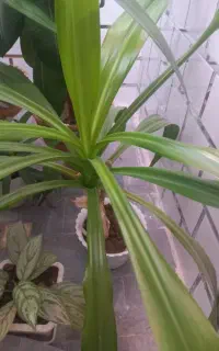 گیاه آپارتمانی