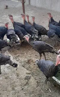 به علت مهاجرت