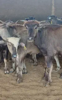 گوساله گاومیش