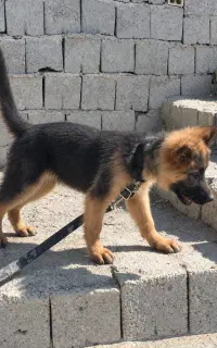 سگ ژرمن نر