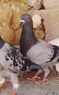 کفتر گوک