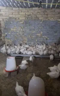 مرغ تخمگذار
