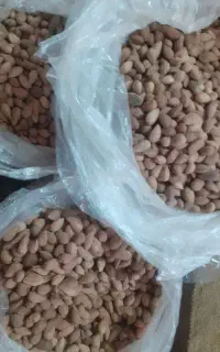 بادام تلخ کوهی