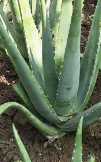 برگ آلوورا