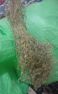 اسطوخودوس