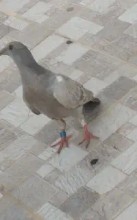 پلاکی