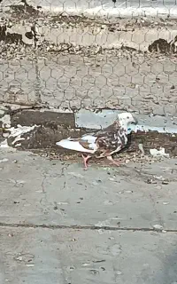 کفتر ماده