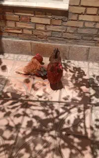 مرغ تخم گذار محلی جوان