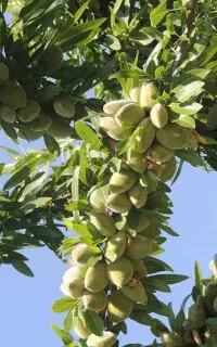 نهال بادام کاغذی