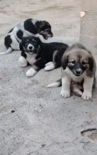 توله سگ گله