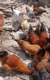 خروس محلی