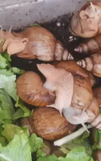 حلزون