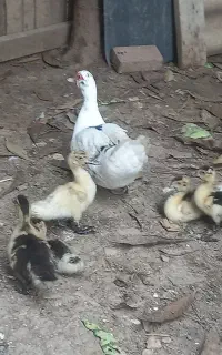 فروش اردک اسرائیلی به همراه ۶ جوجه ۲ ماهه
