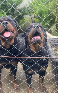 توله روتوایلر مناسب نگهبانی و خانواده