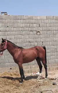 اسب