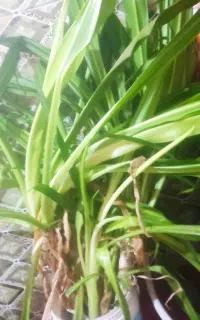 گل سوسن عنکبوتی