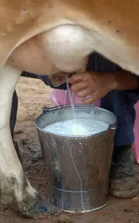 شیر محلی شوشتر پر پر پر چرب