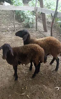 دوتا بره ماده دوقلو