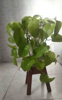 پتوس نئون باگلدان سرامیکی
