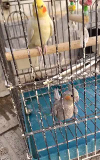 عروس هلندی ماده