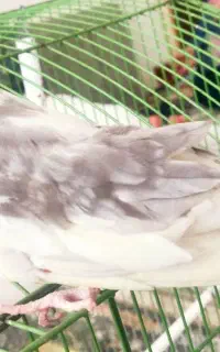 عروس هلندی