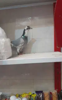 گمشده