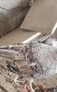 بقلمون ماده