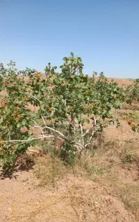 باغ پسته