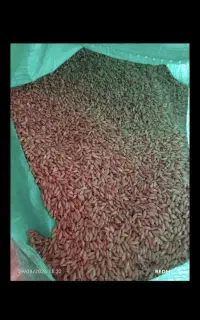 گندم  جو  نخود