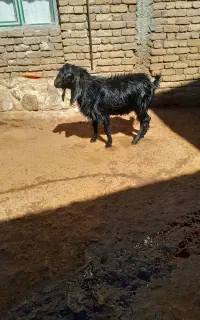 بر نر