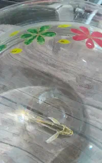 ماهی کوی یا کپورزینتی باله بلند