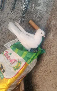 کبوتر نقره