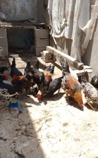 تعدادی مرغ و خروس جوان برا فروش