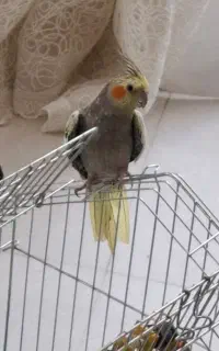 عروس هلندی گم شده