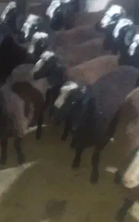 فروش بره ماده