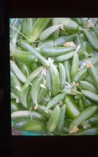 خیار، خیار شوری
