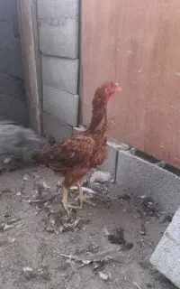 تخم مرغ نطفه دارلاری